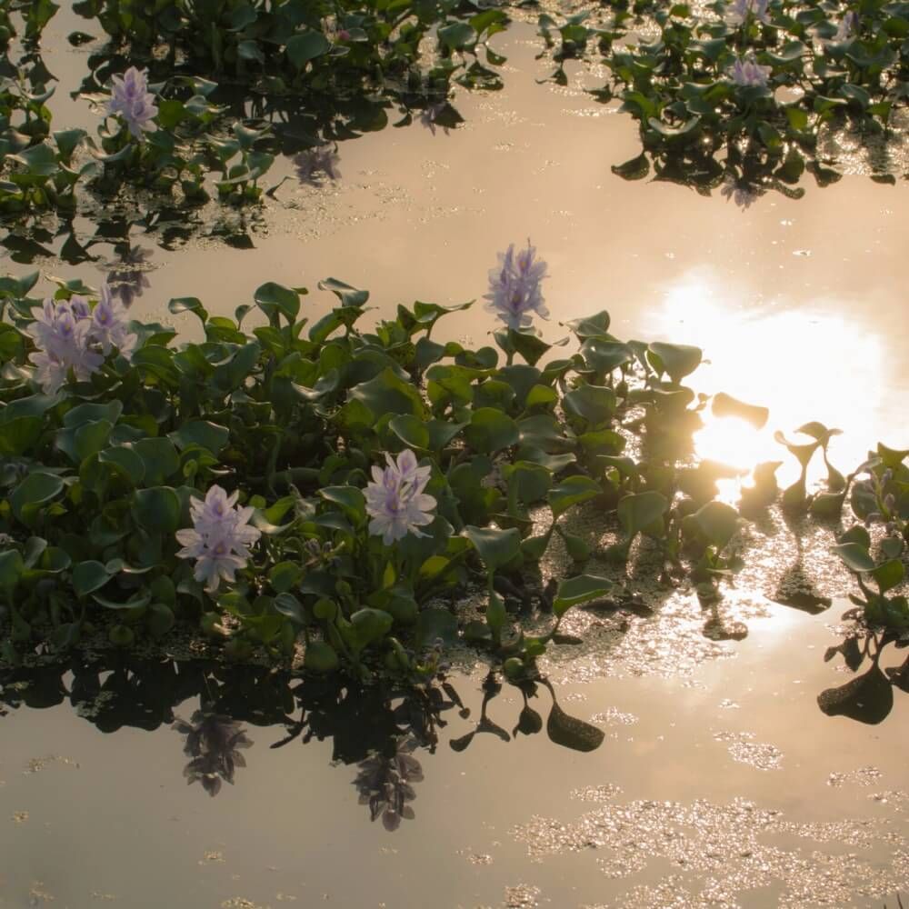 『水中を彩る水草フォトコン』結果発表｜選んだポイントを編集部が解説