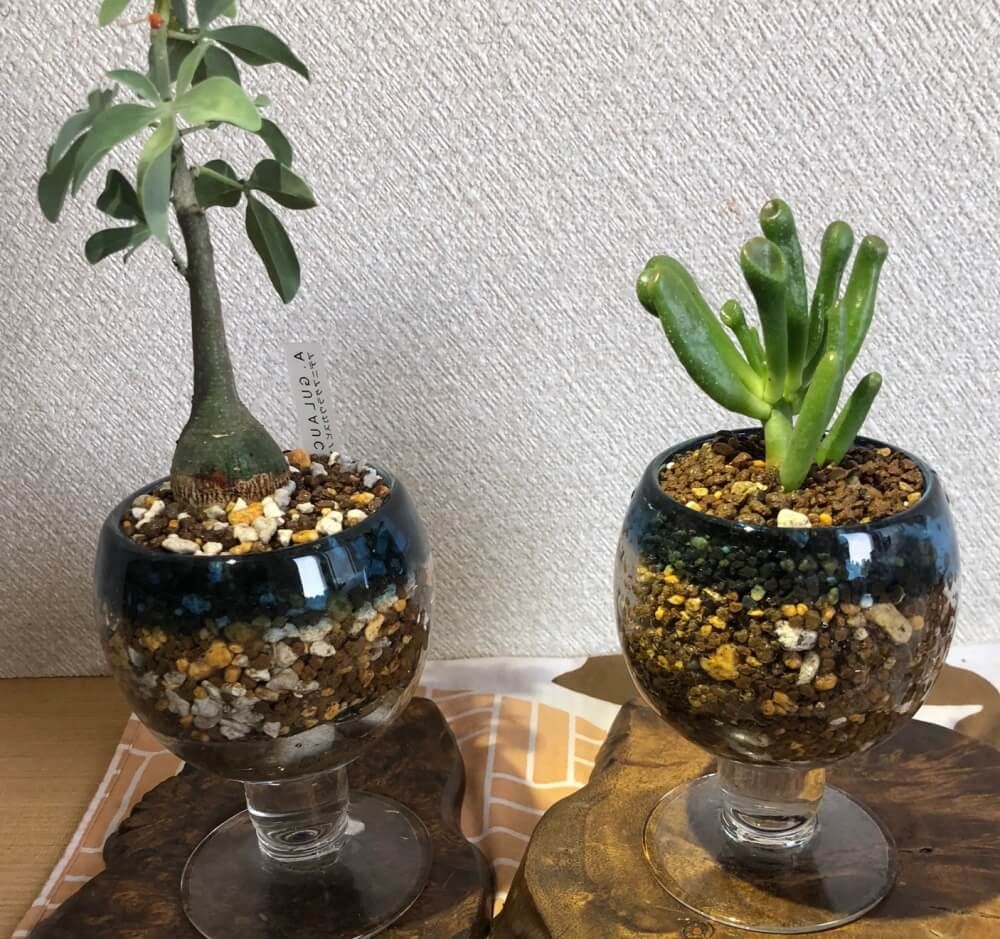 ワイングラス　多肉植物　鉢　花瓶