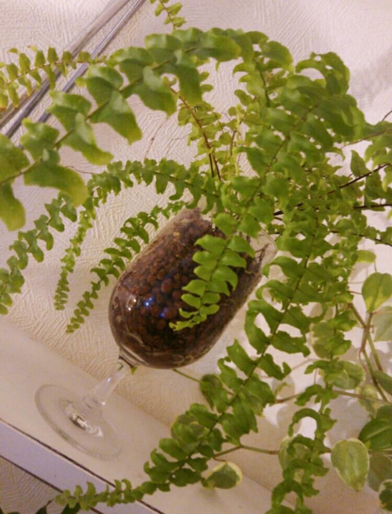 ワイングラス　観葉植物　鉢　花瓶