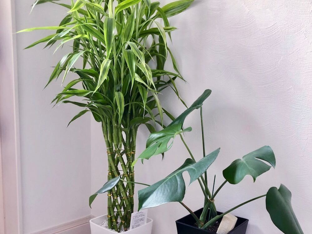ミリオンバンブー　観葉植物　玄関