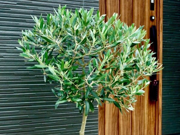 オリーブ　観葉植物　玄関