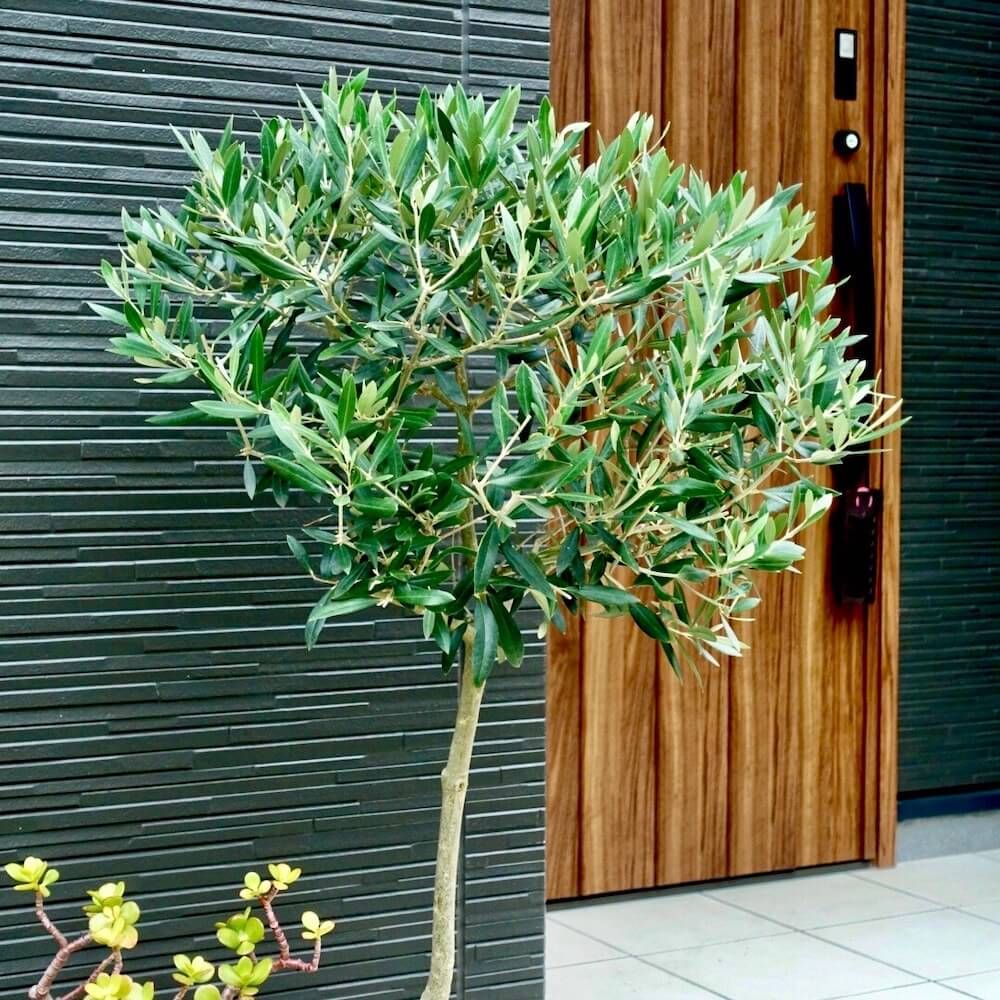 オリーブ　観葉植物　玄関