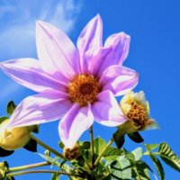 11月の花おすすめ12選！冬から春まで咲く種類は？花壇やプランターで楽しめるのは？の画像