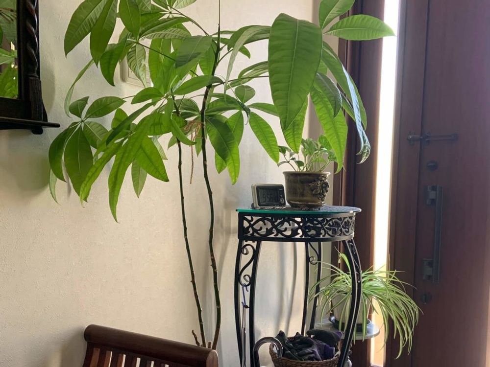 パキラ　観葉植物　インテリアグリーン