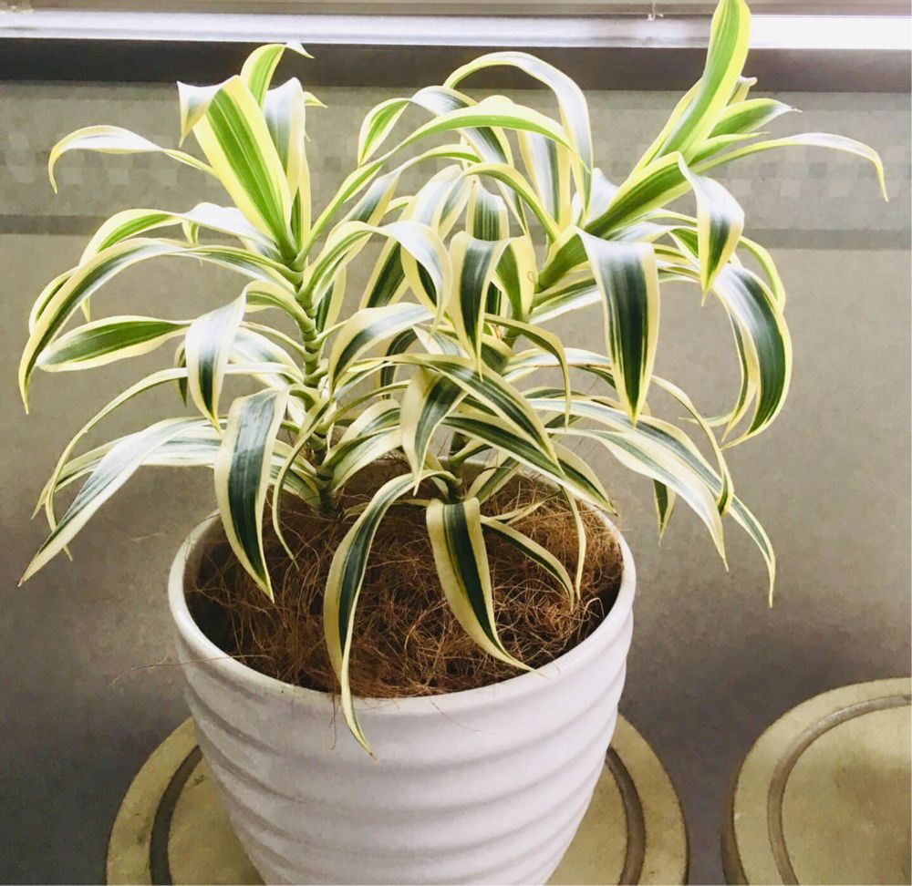 ドラセナ　観葉植物　インテリアグリーン