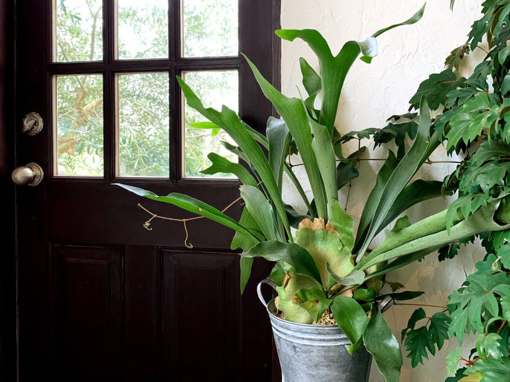 コウモリラン　観葉植物　インテリアグリーン