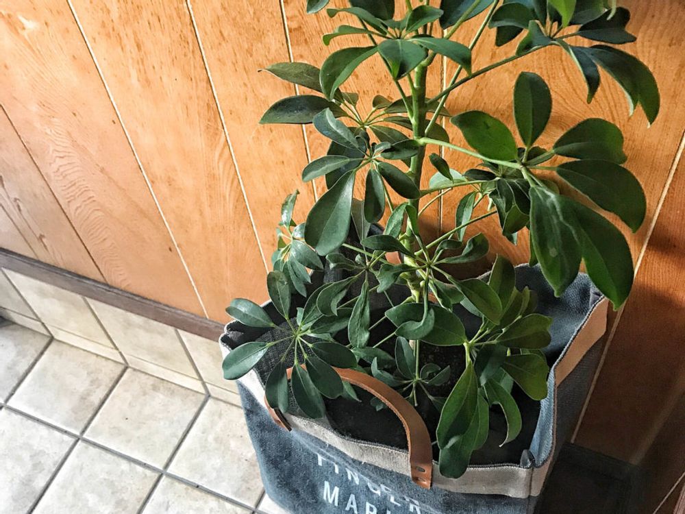 カポック　観葉植物　インテリアグリーン