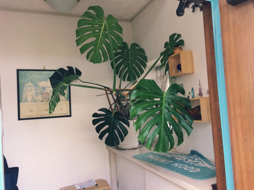 モンステラ　観葉植物　インテリアグリーン