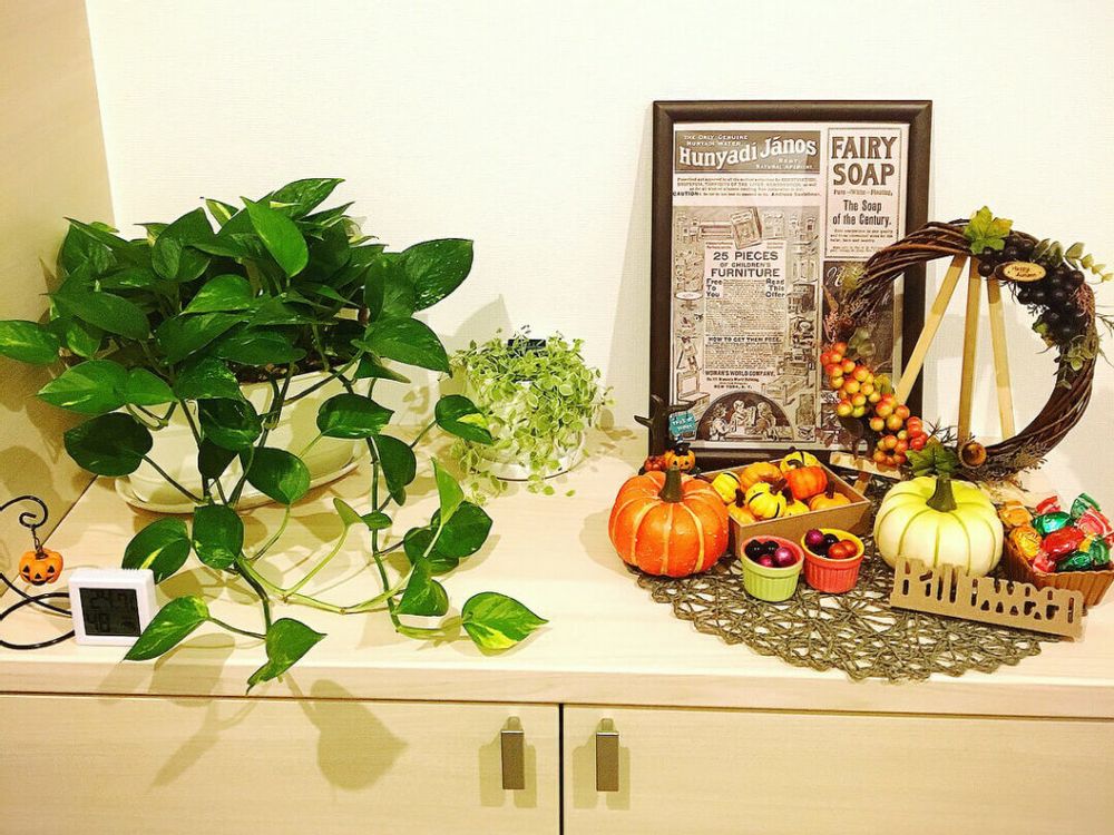 ポトス　観葉植物　インテリアグリーン