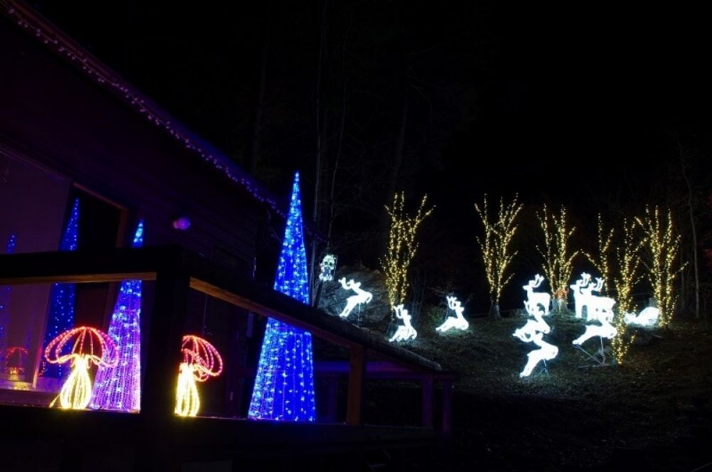 城峯公園　冬桜　ライトアップ