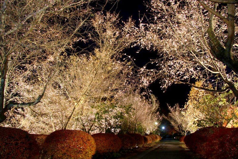 城峯公園　冬桜　ライトアップ
