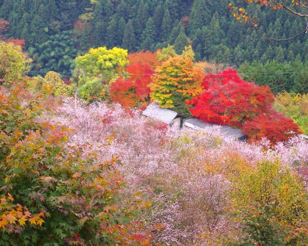 城峯公園　冬桜