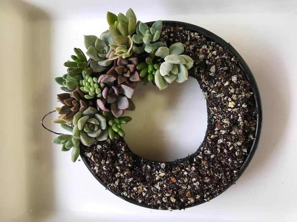 多肉植物リース　作り方