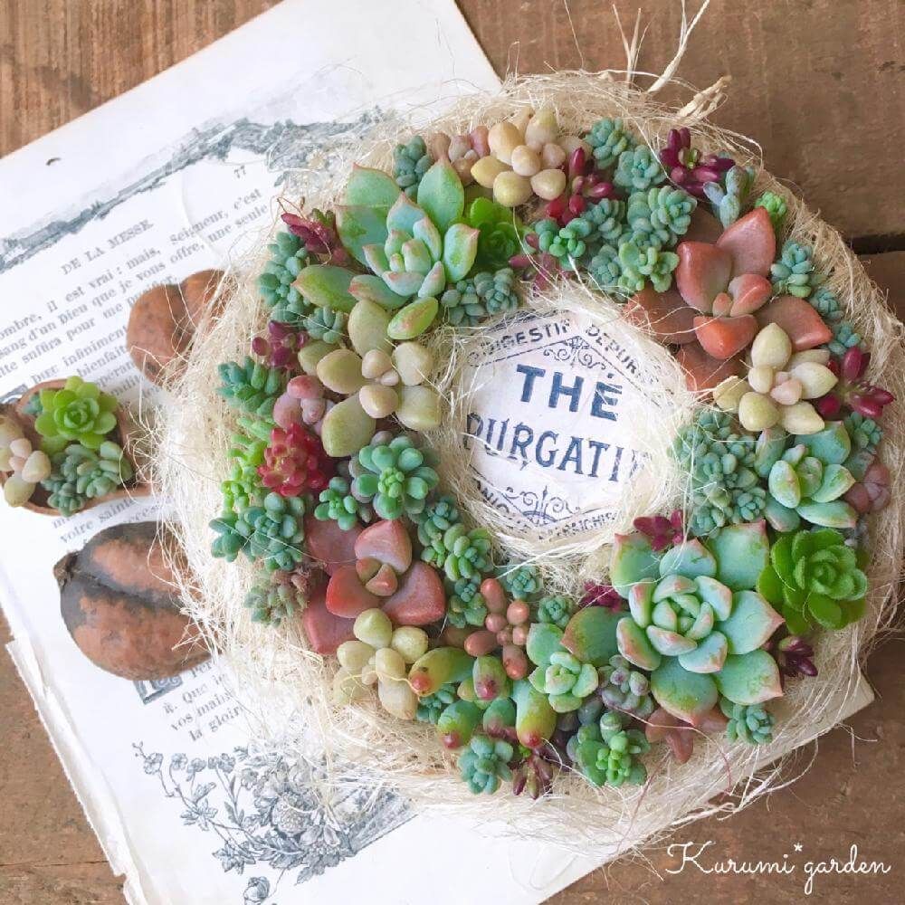 多肉植物リース