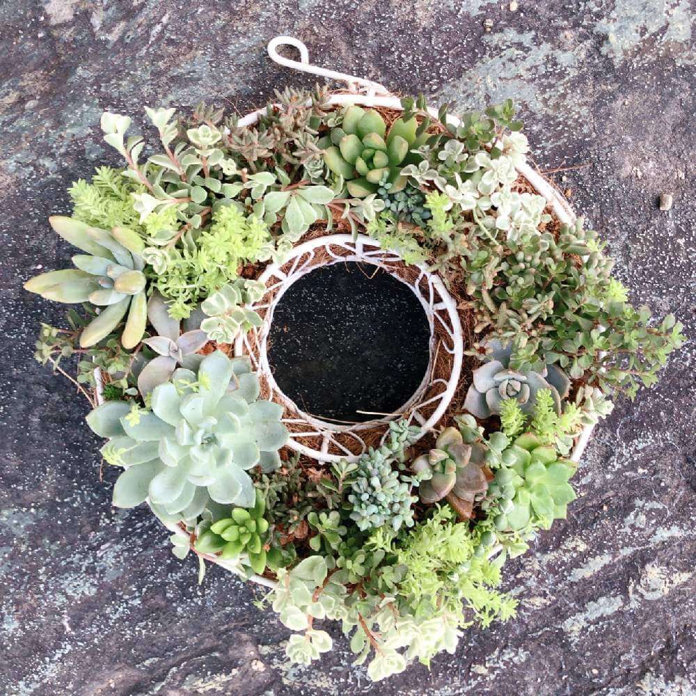 多肉植物リース