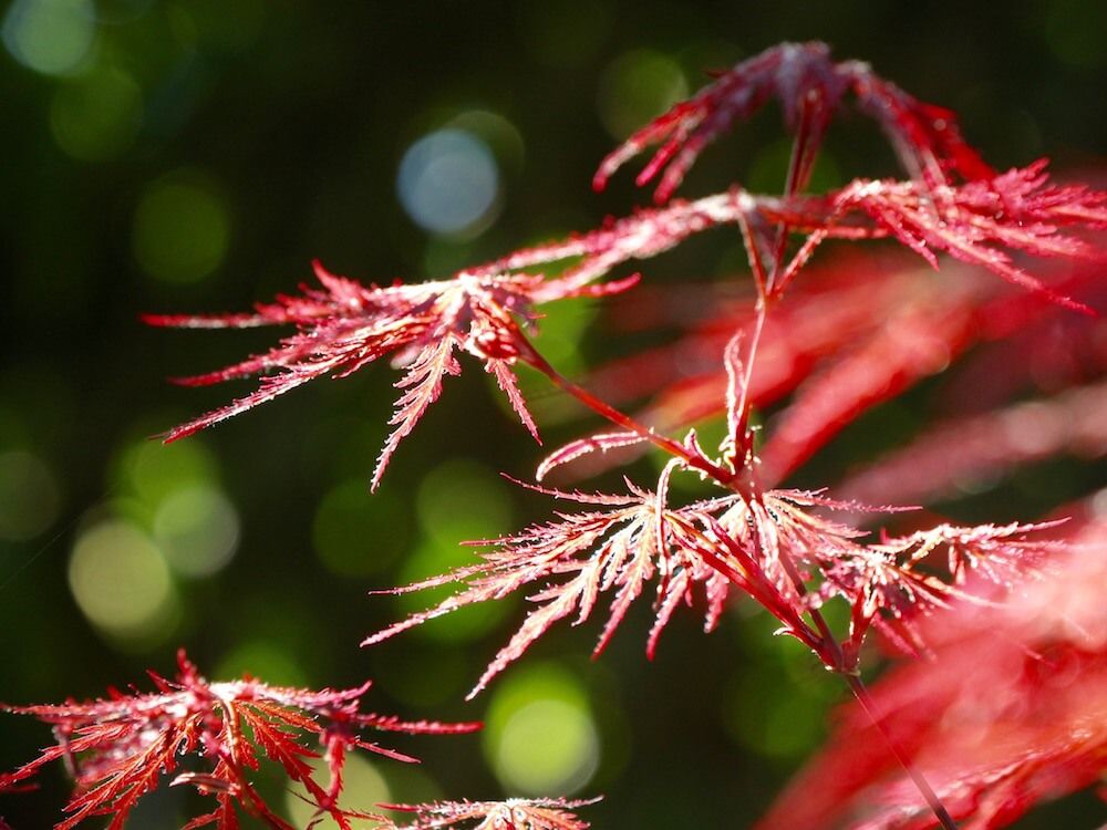 もみじ　モミジ　盆栽