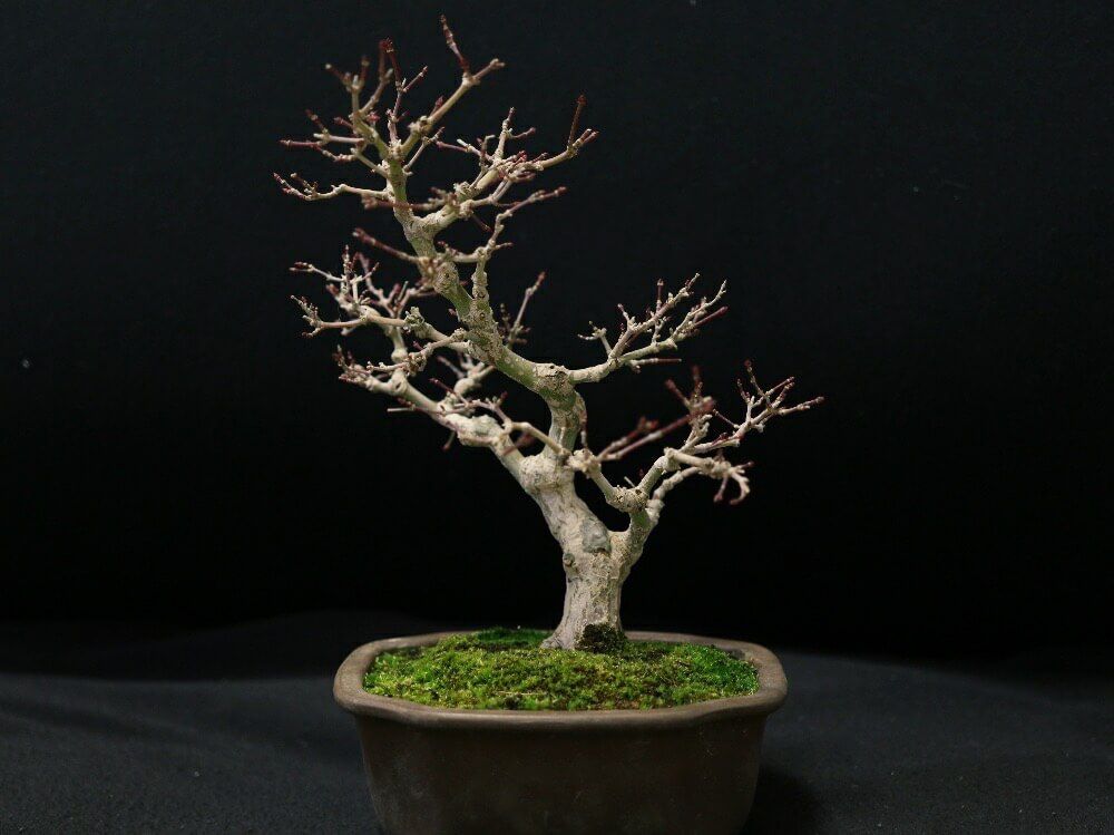 もみじ　モミジ　盆栽