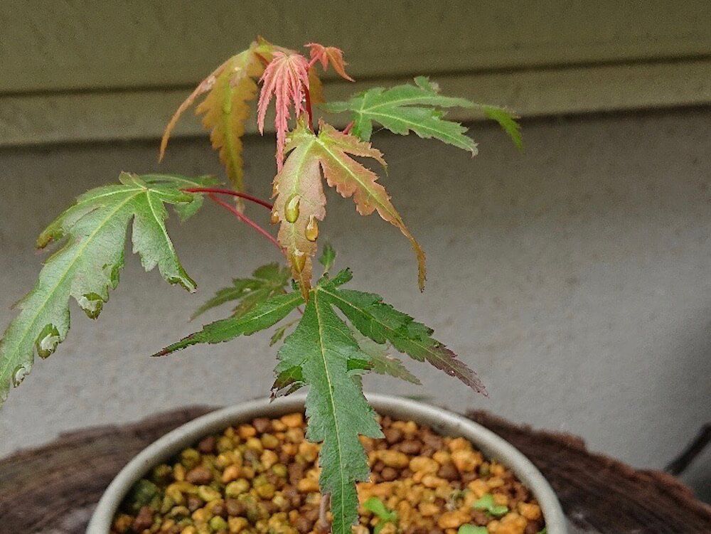 もみじ　モミジ　盆栽