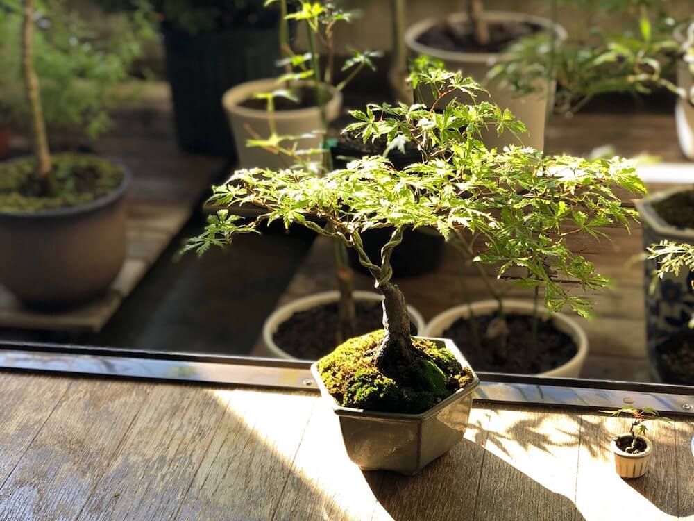 もみじ　モミジ　盆栽