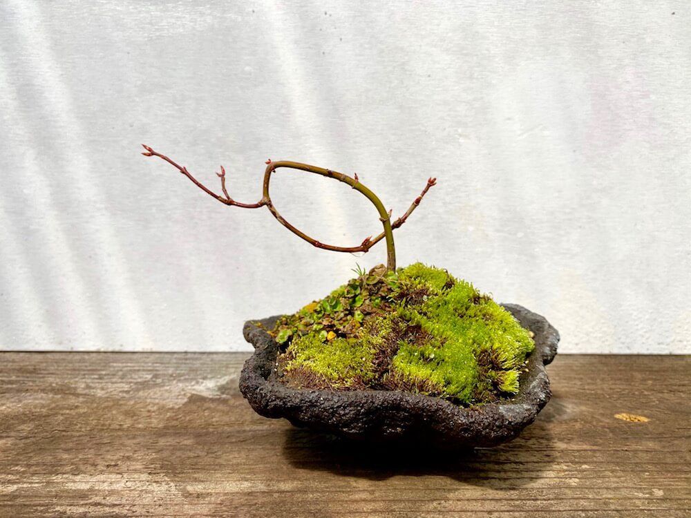 もみじ　盆栽　モミジ