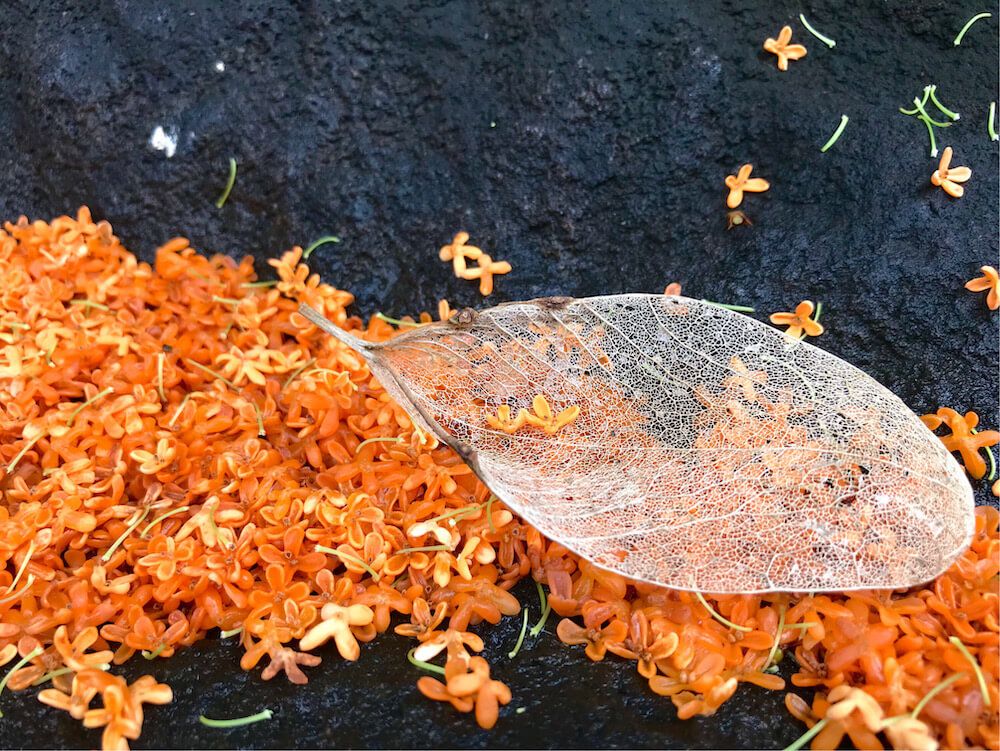 落ち葉　アート　紅葉