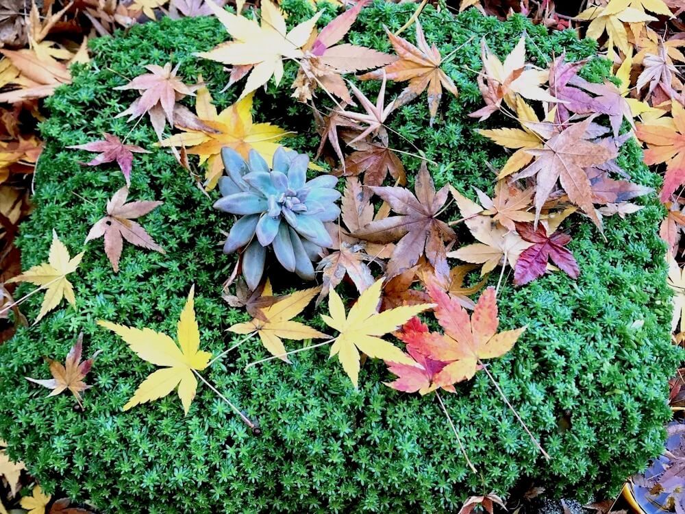 落ち葉　アート　紅葉