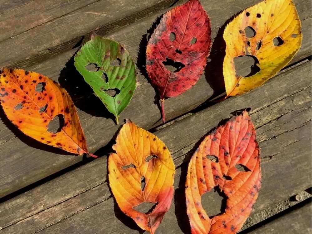 落ち葉　アート　紅葉