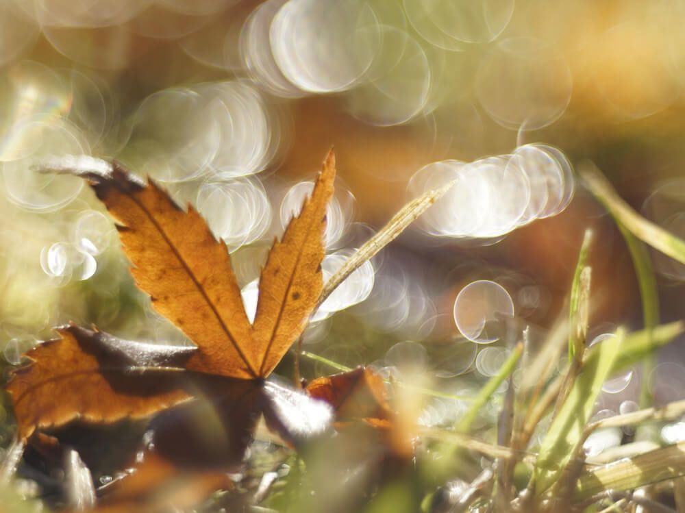 落ち葉　アート　紅葉