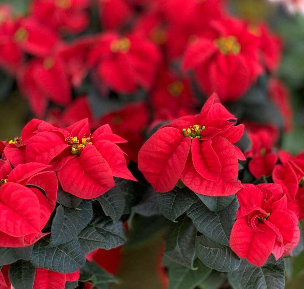 美しき 12月の花 写真展 この時期よく見る人気の植物とは Greensnap グリーンスナップ