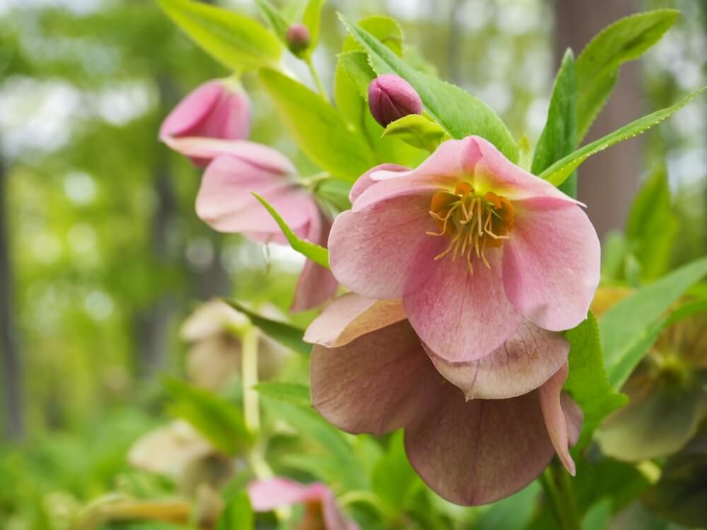 クリスマスローズ