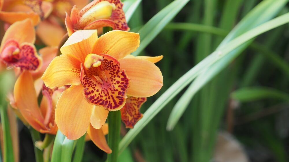 シンビジウム　洋蘭