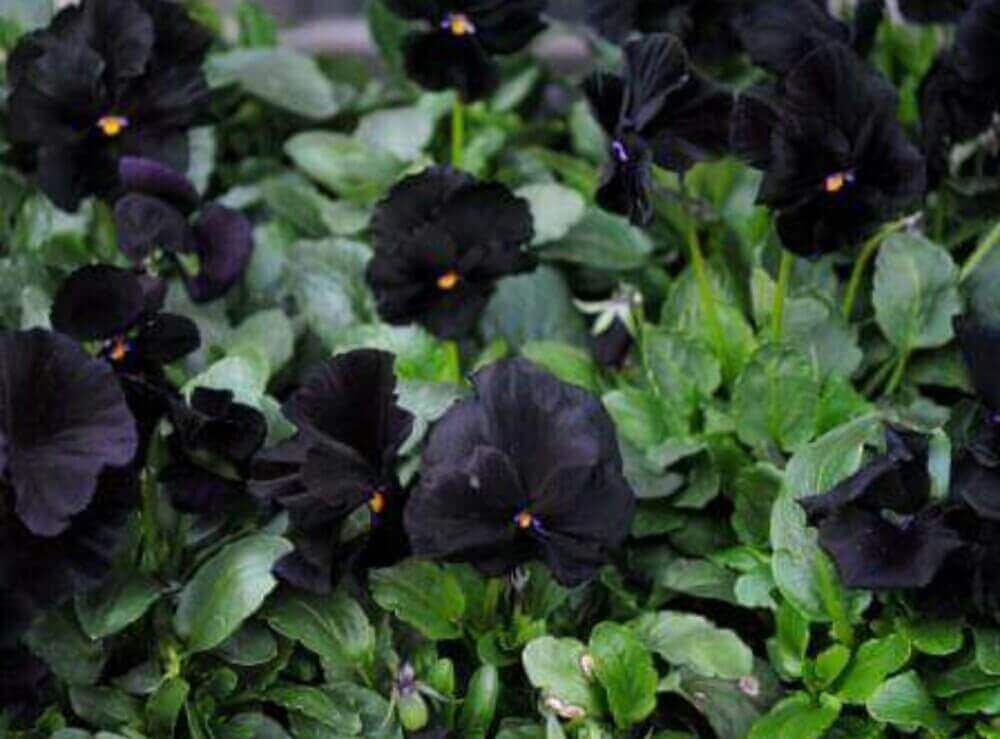 シックなフラワーアレンジメントにおすすめの花