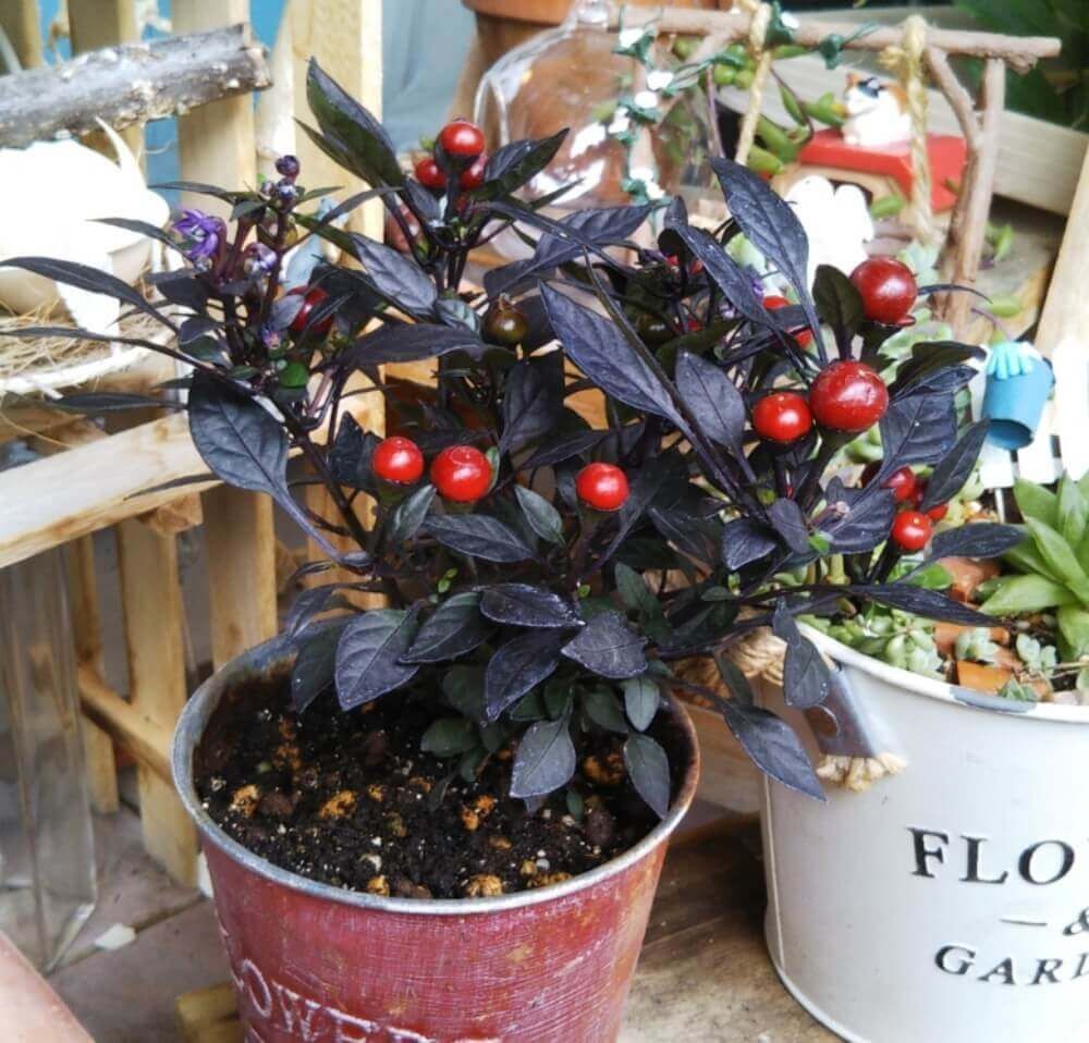 シックなフラワーアレンジメントにおすすめの花