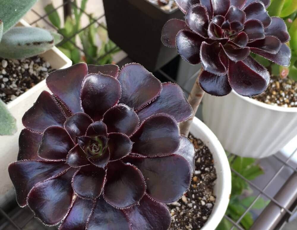 シックなフラワーアレンジメントにおすすめの花