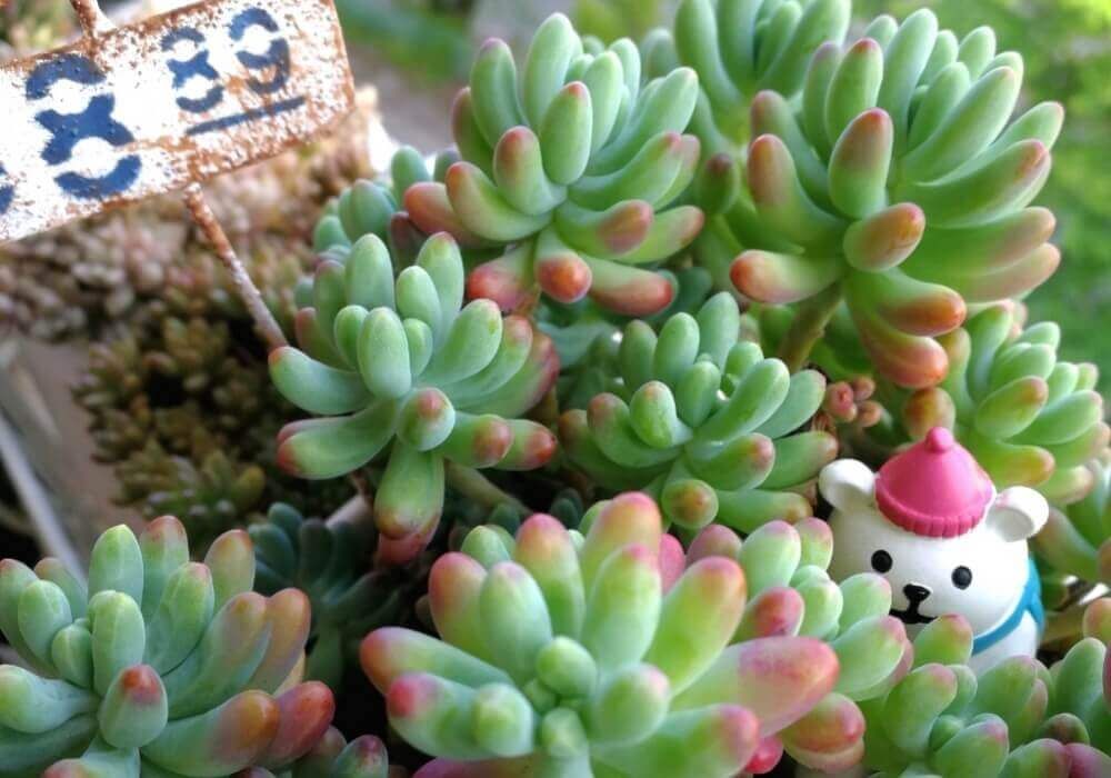 多肉植物　フィギュア　寄せ植えアレンジ