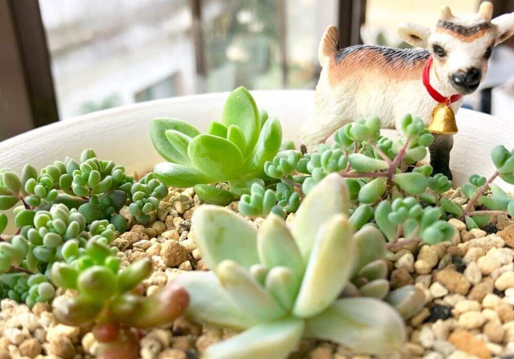 多肉植物　フィギュア　寄せ植えアレンジ