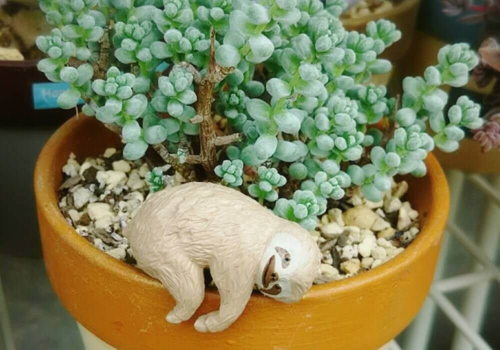 多肉植物　フィギュア　寄せ植えアレンジ