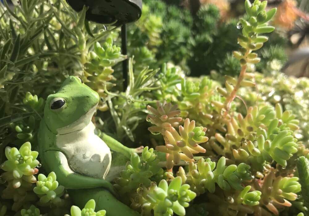 多肉植物　フィギュア　寄せ植えアレンジ