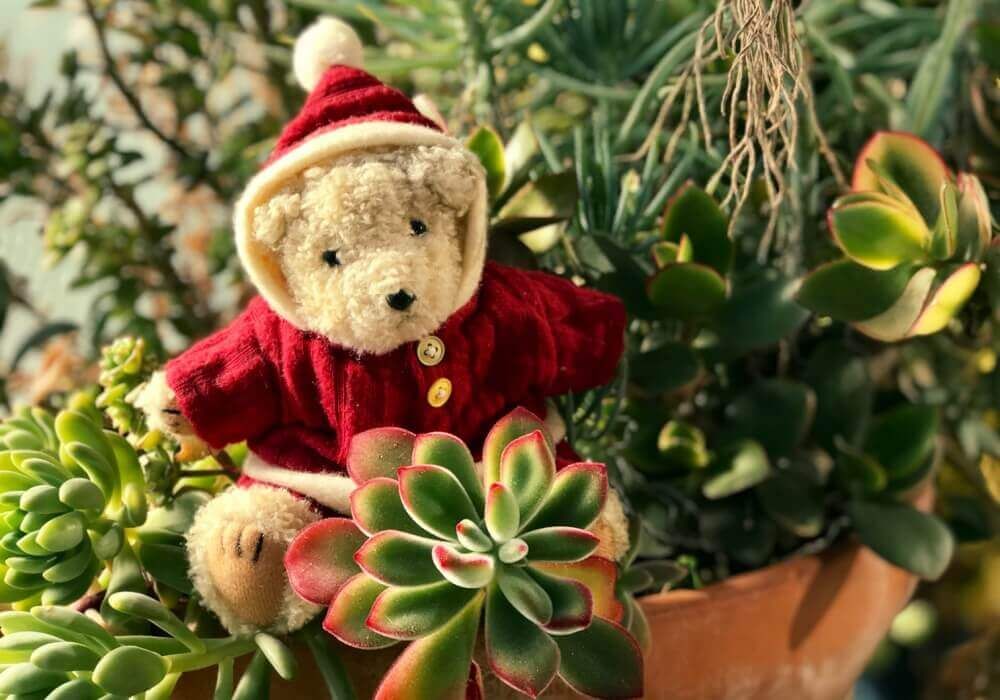 多肉植物　フィギュア　寄せ植えアレンジ