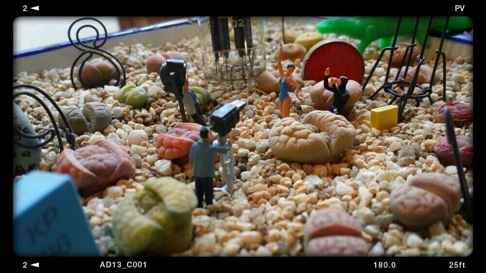 多肉植物　フィギュア　寄せ植えアレンジ