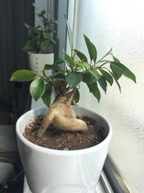 まるで生き物 愛くるしい ガジュマルの珍姿 Greensnap グリーンスナップ