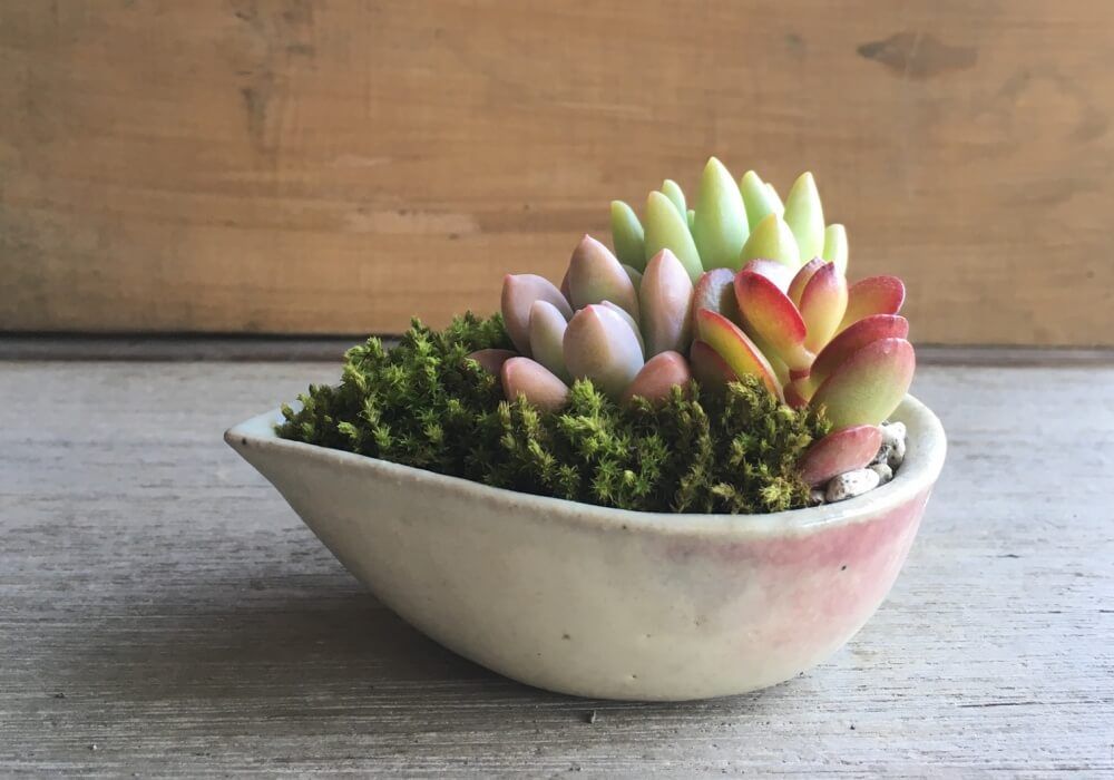 笠間焼き　植物