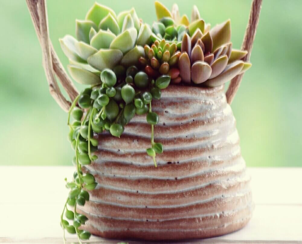 笠間焼き　植物