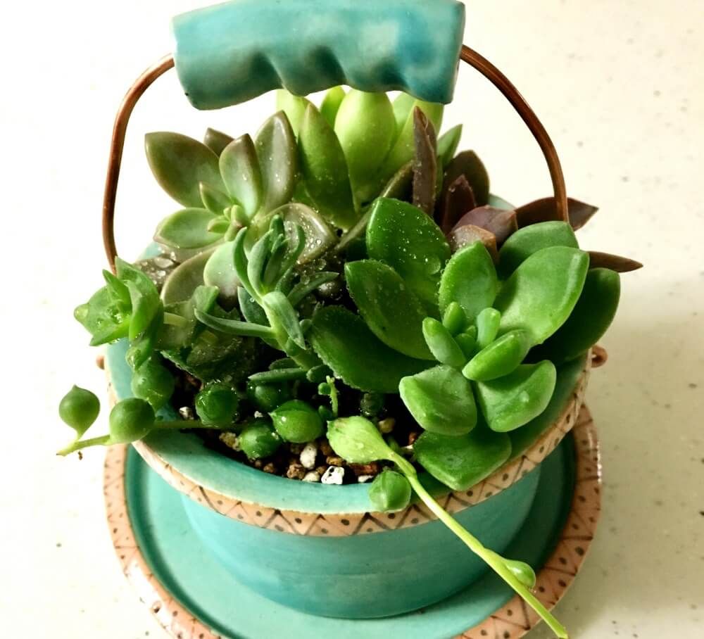 笠間焼き　植物