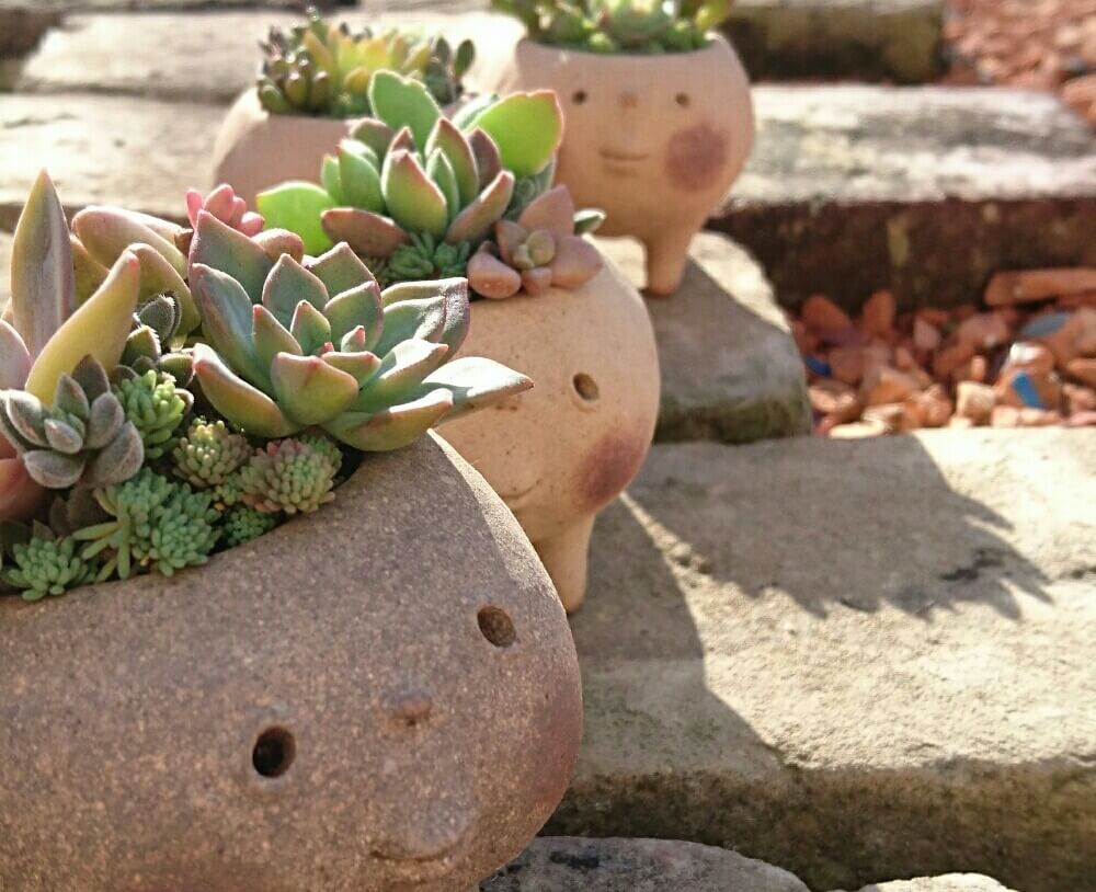 笠間焼き　植物