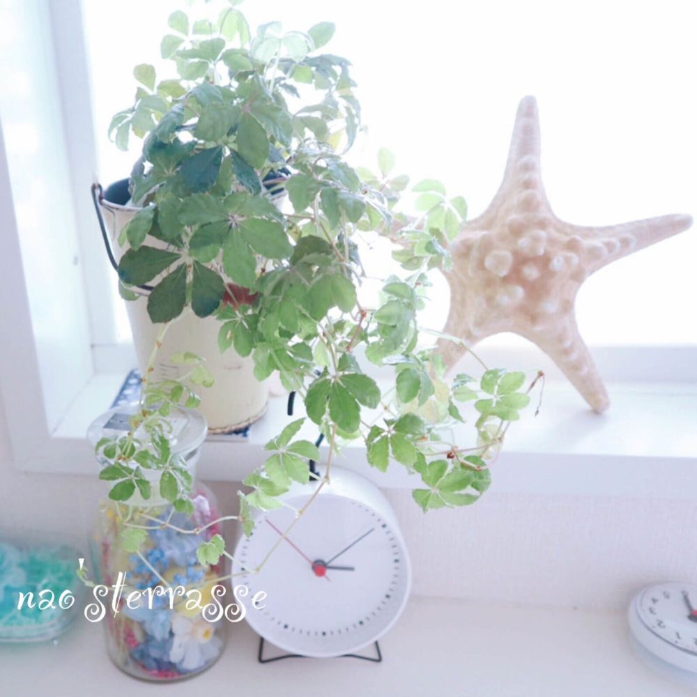 シュガーバイン