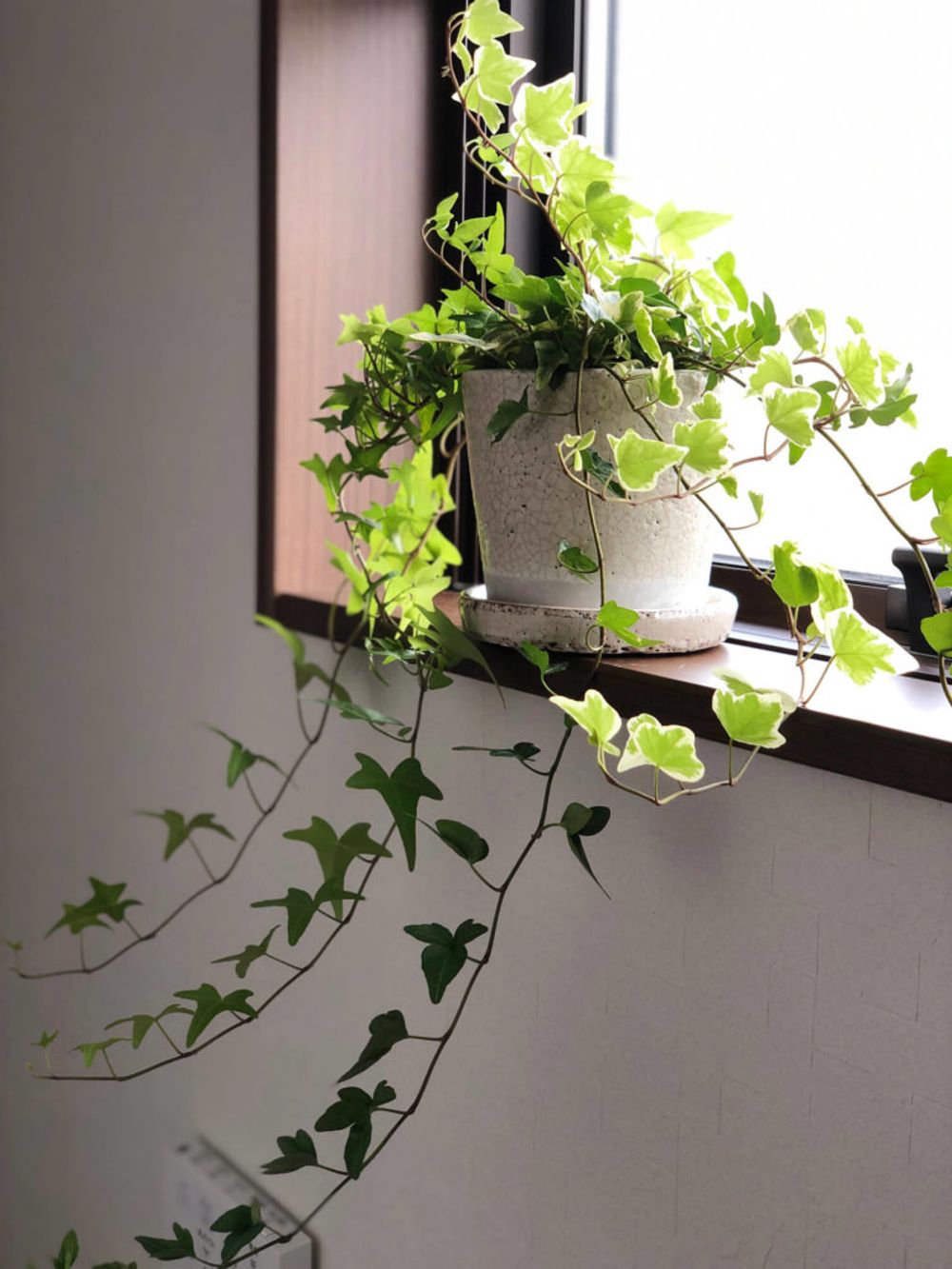 アイビー　ヘデラ