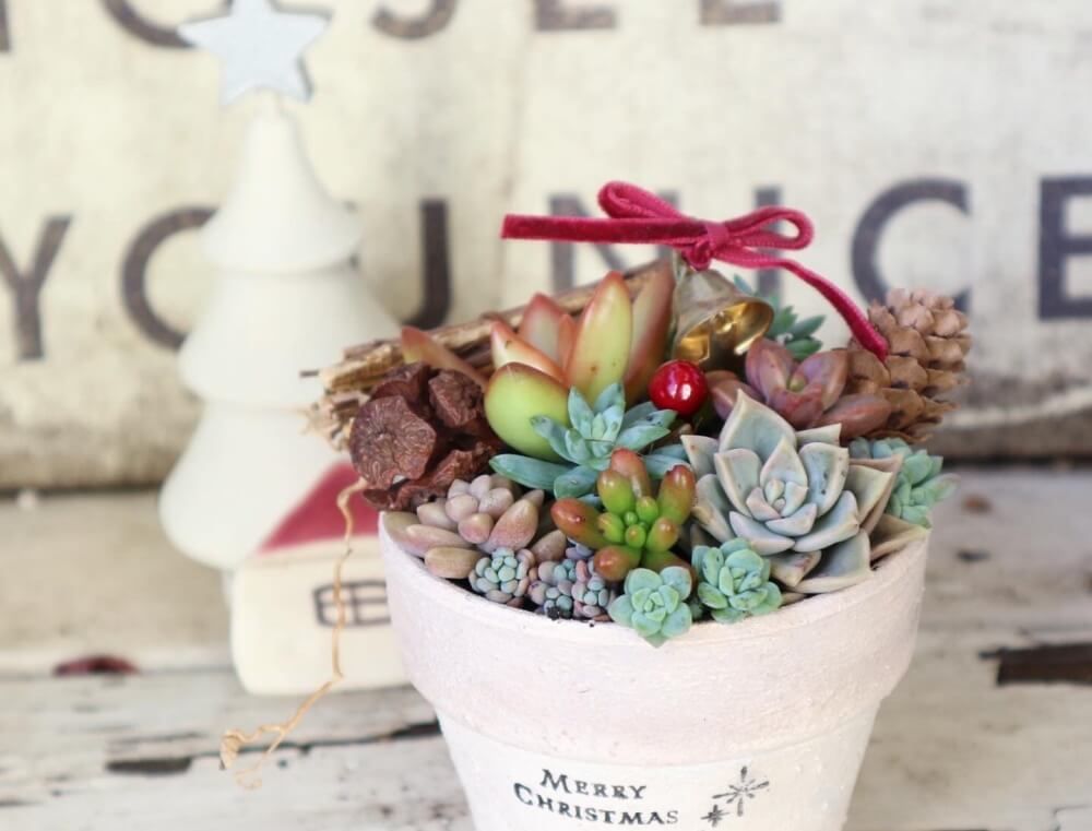 多肉植物　クリスマスアレンジ