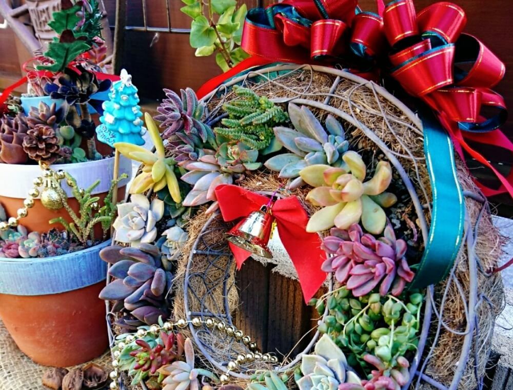 多肉植物　クリスマスアレンジ