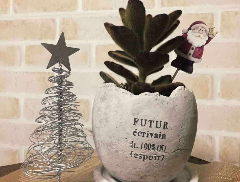 多肉植物　クリスマスアレンジ